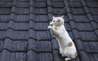 とにかく何かに夢中な猫たち…写真集『必死すぎるネコ～一心不乱篇～』刊行 画像