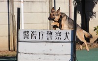 【働く犬たち】警察犬編…鋭い嗅覚を生かし捜査現場で活躍［インタビュー］ 画像