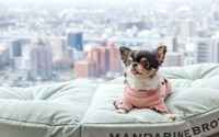 愛犬と一緒に過ごす「ドッグフレンドリープラン」発売…ANAクラウンプラザホテルグランコート名古屋 画像