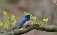 星のや軽井沢、野鳥観察＆ティータイムを楽しむ「プライベート探鳥」を開催…3月25日～5月31日 画像