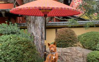 希少な美濃柴犬の「一斗」…もっとやんちゃでも良いくらいのお利口さん 画像