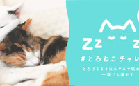 眠る猫の写真や映像を投稿して保護猫支援、「とろねこチャレンジ」第3弾…4月30日まで 画像