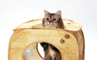 カサカサ素材のキューブ型 猫用おもちゃ、猫壱より発売 画像