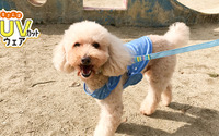 春夏の外出をサポートする犬用ウェア、「おさんぽUVカットウェア」発売…ドギーマンハヤシ 画像