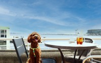ヨコハマ グランド インターコンチネンタル ホテルに愛犬と楽しめるテラスが期間限定オープン 画像