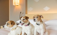 ザ・キャピトルホテル 東急、愛犬と過ごせる「ドッグフレンドリー宿泊プラン」をリニューアル 画像