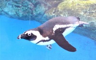 仙台うみの杜水族館、ケープペンギンの新施設を7月中旬にオープン…環境一体型展示 画像
