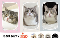 “最も視聴された猫”「もちまる」のコラボカフェ、渋谷パルコにてオープン…3月25日～5月17日 画像