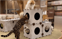 猫用遊具「neuneko BOX」をインターペット2022に出展…ケイパック 画像