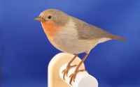 企画展「ダーウィンを驚かせた鳥たち 日本の生物多様性とその保全」、港区立みなと科学館にて開催…3月25日～5月8日 画像