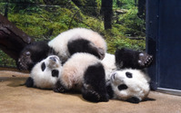 レイレイは活発！ シャオシャオは木の上でゆったり… 上野動物園の双子パンダ、観覧再開へ 画像
