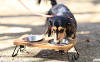愛犬向けのフードボウル＆スタンドを発売…クイックキャンプ 画像