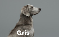 ドッグアクセサリーブランド「Gris」、インターペット2022に出展…今夏ローンチ 画像