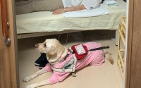 日本盲導犬協会、盲導犬ユーザー受け入れ拒否の実態を報告 画像