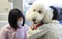 日本介助犬協会、3代目勤務犬育成のためのクラウドファンディングを実施…5月31日まで 画像