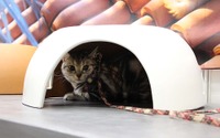 伝統的な三州瓦で作った猫ハウス「瓦猫」…三州野安【インターペット2022】 画像