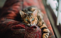 家の中で多い、猫のケガやトラブルとは？…危険因子を事前に排除しよう 画像