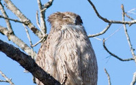 シマフクロウの繁殖地を守るため、北海道に新たな野鳥保護区が誕生…日本野鳥の会 画像