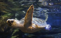 鴨川シーワールド、特別レクチャー「ウミガメが生まれた！」を開催 画像