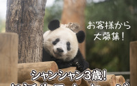 松坂屋、「シャンシャン3歳 お誕生日メッセージ」を募集…6月23日まで 画像