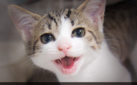 保護猫シェルター支援企画「コラボにゃんムービー ～みんにゃで助ける猫の居場所～」がスタート 画像