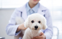 犬の前立腺がんに対する新しい免疫療法、メカニズムや成果は？…東大が発表 画像