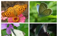 「バタフライガーデン 蝶があつまる草花」、板橋区立熱帯環境植物館にて開催…5月8日まで 画像