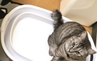 【赤ちゃんと猫 vol.3】「水が怖くないの？」娘のバスタイムを覗く猫のキモチ 画像