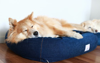 国産デニムを使用した「オーガニックコットン犬用ベッド デニム」発売 画像