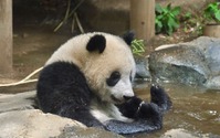 上野動物園、ジャイアントパンダ「シャンシャン」の3歳記念企画を実施…誕生日の6月12日から 画像
