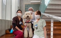 子供の手術にも付き添う犬…動物介在療法に携わる「勤務犬」モリス 画像