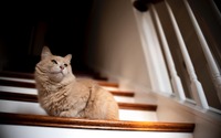 【猫がなりやすい病気】猫白血病ウイルス感染症編…屋内で飼育することが1番の予防法 画像