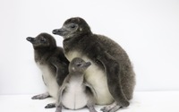 マゼランペンギンの赤ちゃんが誕生、3羽すくすく育つ…すみだ水族館 画像
