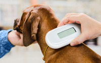 犬と猫へのマイクロチップ装着、6月から義務化…目的や健康面の影響は？ 画像