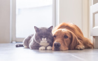 アイペット損保、ペットの保険金請求が多い傷病ランキング2020を発表…犬「皮膚炎」猫「下痢」が3年連続最多 画像