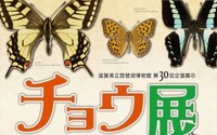 「チョウ展―近江から広がる チョウの世界―」、琵琶湖博物館にて開催…7月16日～11月20日 画像