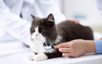 動物病院を受診した方が安心なケースは？…猫の消化器系疾患［インタビュー］ 画像