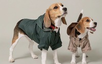 CITYDOGより初のアパレル商品「犬用レインコート」が登場 画像