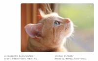 「猫は家族～きなちゃんとダンくんが私に教えてくれたこと～」刊行…著者は保護猫譲渡のため写真家に 画像