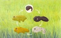 卵から大人になるまでの過程を表現、カエルシリーズのクッキー…クリマロ 画像