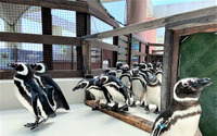 生きものスクール「ペンギン教室」、神戸市立須磨海浜水族園にて開催…7月3日 画像
