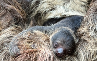 フタユビナマケモノの赤ちゃんが誕生、お母さんにしがみついてすくすく成長…伊豆シャボテン動物公園 画像