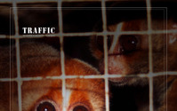 WWFジャパン、日本へのエキゾッチクペット密輸の実態を分析した報告書を発表 画像
