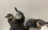 すみだ水族館、「スリーペンギンズディスタンス」で“三密回避”と“衛生管理”対策…6月15日から営業再開 画像