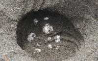 鴨川シーワールド、東条海岸で今年初めてのアカウミガメの産卵を確認 画像