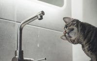 見過ごし注意！ 愛猫のヘルプサインを見極めよう 画像