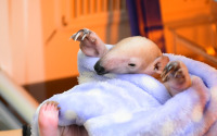 伊豆シャボテン動物公園、ミナミコアリクイの赤ちゃん誕生 画像
