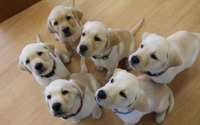日本介助犬協会、新型コロナウイルスの影響で中止していた子犬預かりボランティア指導をオンラインで再開 画像