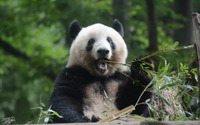 上野動物園、整理券予約システムを導入し再開…ジャイアントパンダ「シャンシャン」は3歳に 画像