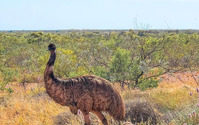 西オーストラリア州で出会える野生動物や海洋生物たち…鳥類＆番外編 画像